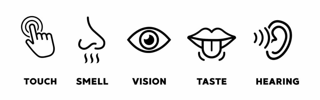 Diagram of five senses for occupational therapy