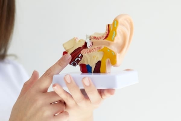 3d model of ear canal