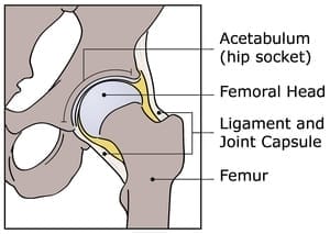 Hip-Anatomy-300px (1)